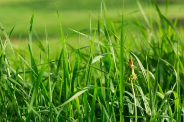 Önde yeşil çimenler ve kurutulmuş karahindiba var. Yeşil çimenli güneşli yaz tarlası. Eko kavramı. 