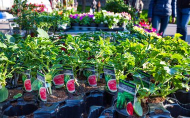 İtalya 'nın Montagnana kentindeki bir bahar festivalinde karpuz fideleri. Genç çalılar toprağa nakledilmeye hazır. Tarım. 