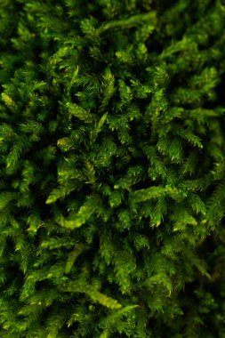 Engebeli ağaç kabuğunda büyüyen canlı yeşil yosunların detaylı makro görüntüsü. Orman ekosistemlerinin doğal güzelliği. Doğa ve botanik temalar için ideal