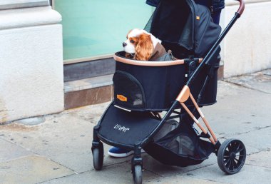 Padua, İtalya - 14 Nisan 2025: Şirin King Charles Spaniel köpeği rahat bir evcil hayvan arabası markası olan LoVPET BUGGY 'de oturuyor. İlişki kavramı hayvan sevgisi dostane