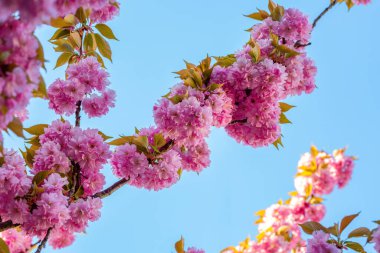 Bereketli pembe çiçeklerle dolu kiraz dalları parlak mavi gökyüzüne karşı dizilmiş, baharın özünü ve doğanın çiçeklerinin güzelliğini yakalıyor.. 