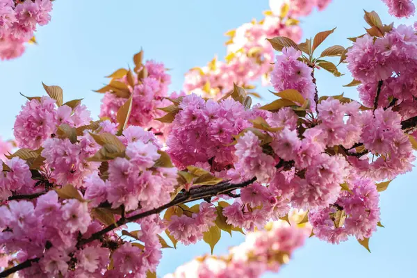 Bereketli pembe çiçeklerle dolu kiraz dalları parlak mavi gökyüzüne karşı dizilmiş, baharın özünü ve doğanın çiçeklerinin güzelliğini yakalıyor.