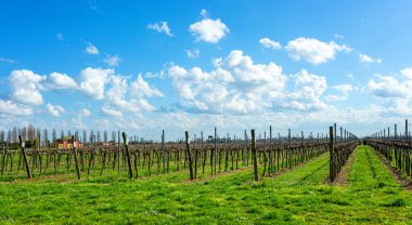 Bereketli üzüm bağları, canlı, mavi bir gökyüzü altında uzanan ve dingin ve resimli bir tarım sahnesi yaratan üzüm bağlarını barındırır.
