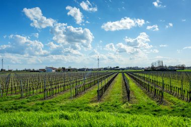 Geniş üzüm bağları simetrik sıralarda büyüyor parlak mavi bir gökyüzü altında kabarık beyaz bulutlar, sergilenen üzüm bağları ve yemyeşil çimenler, somutlaşmış tarımsal güzellik ve sükunet. 