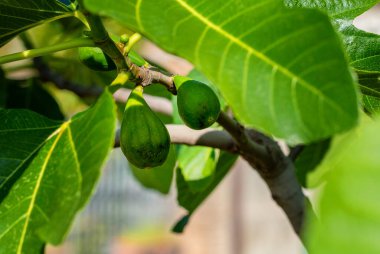 Bir dalın üzerindeki yeşil incir meyvesinin yakın çekimi, yemyeşil yapraklarla kaplıdır, açık havada doğal güzelliği ve büyüme sürecini vurgular.