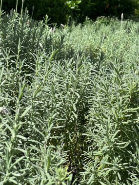 Genç bir bitkinin yeşil tarlası