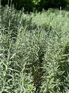 Parktaki genç bir bitkinin yeşil tarlası