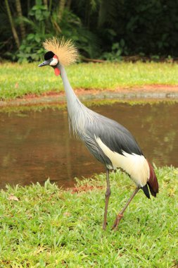 Sudaki beyaz bir leyleğin yakın plan fotoğrafı.