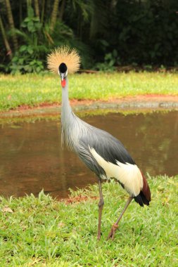 Birds Park Parana Brezilya 'da nadir bulunan bir kuş.