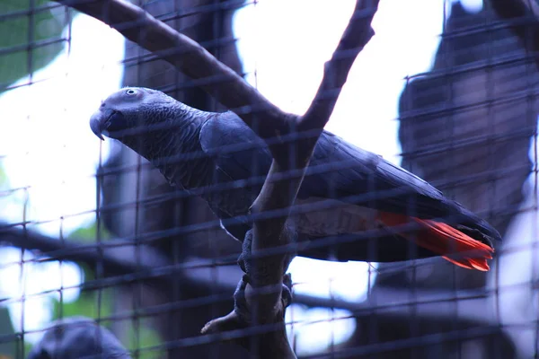 Gray parrot at Park of Birds Parana Brazil