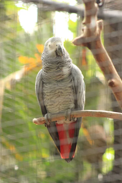 Gray parrot at Park of Birds Parana Brazil