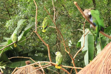Kuşlar Parkı Parana Brezilya 'da