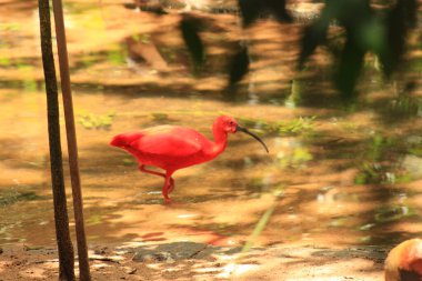 Kuşlar Parkı Parana Brezilya 'da