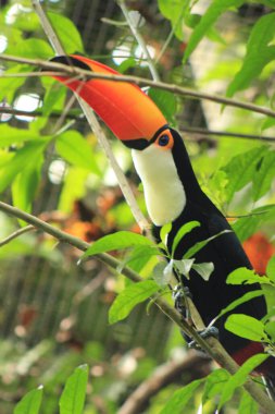Parkı 'ndaki Toucan Parana Brezilya
