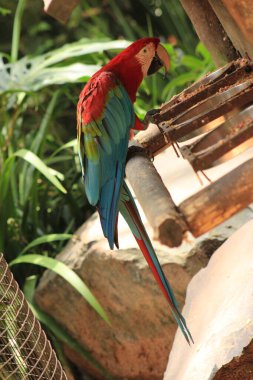 Kuşlar Parkı 'nda kırmızı papağan Parana Brezilya