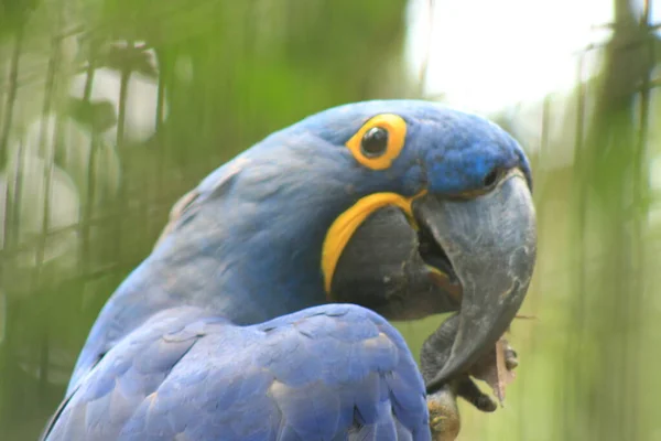 Hyacinth macaw at Park of Birds Parana Brazil