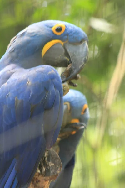 Hyacinth macaw at Park of Birds Parana Brazil