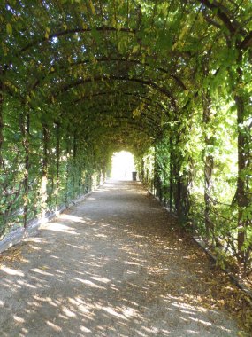 Beautiful tunnel of plants at Schnbrunn Palace garden. This was the summer residence of the Habsburgs.In addition to the palace itself, the area around it is sensational. There are several gardens, fountains and even a zoo. Vienna, Austria.