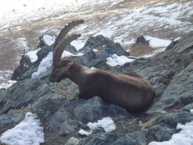 Gornergrat dağında alp keçisi. Zermatt, İsviçre.