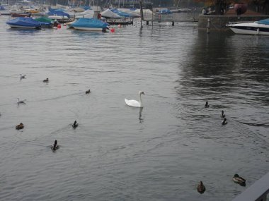 Güzel Zürih göl rıhtımları. İsviçre.