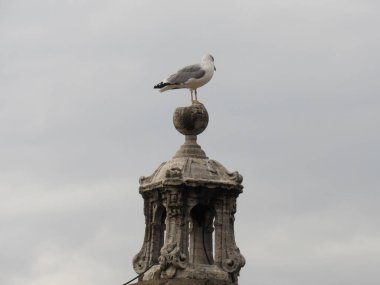 Martı San Angelo Kalesi 'nin tepesinde. Roma, İtalya.