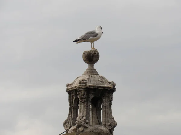 Seagull Top Castle San Angelo Rome Italy — Stock Photo, Image