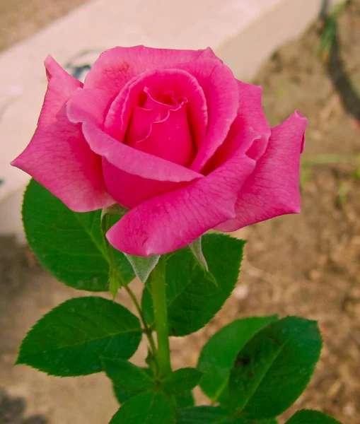 Eine Schöne Rosafarbene Rose Mit Unscharfem Hintergrund Und Ausgewähltem Fokus — Stockfoto