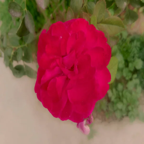 Eine Schöne Rote Rose Mit Selektivem Fokus Und Unscharfem Hintergrund — Stockfoto