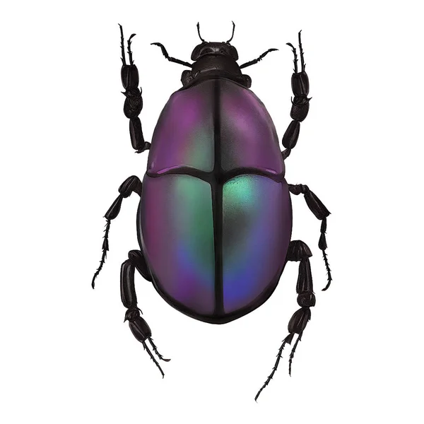 Chromacoat Beetle Insect Arthropod Digital Art Winter 860 — 图库照片