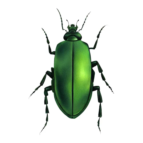 冬季的绿色甲虫昆虫节肢动物数字艺术860 — 图库照片