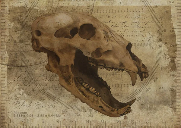 Black Bear Skull Art Study Old Textured Paper Vintage Geometrical — Stock Photo, Image