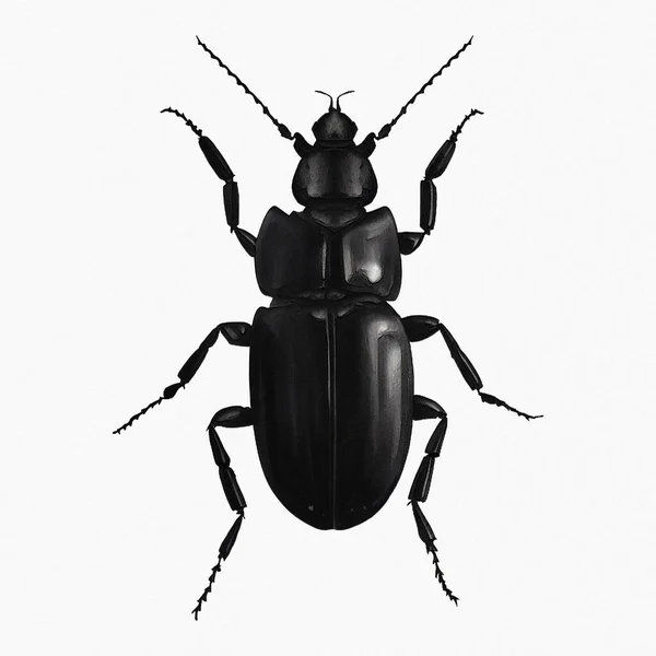 Black Beetle Insect Arthropod Digital Art Winters860 — 스톡 사진
