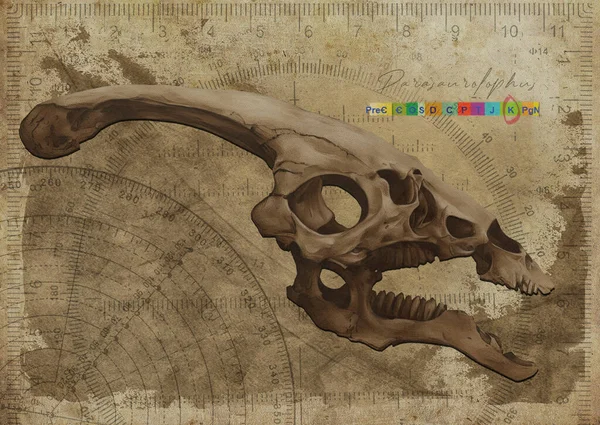 Parasaurolophus Dinosaur Skull Art Study Old Textured Paper Vintage Geometrical — Stock Photo, Image