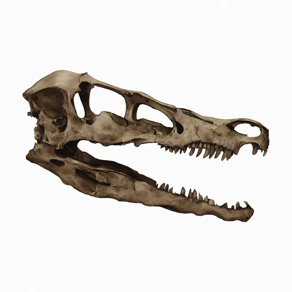 Velociraptor Skull Fossil Digital Art Winters860 — Stock Photo, Image