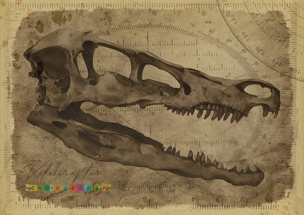 Velociraptor Dinosaurie Skull Art Study Old Textured Paper Vintage Antik Stockbild