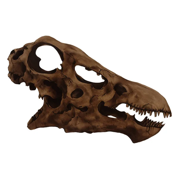 Diplodocus Dinosaur Skull Digital Art Winters860 Isolated Transparent Background — Stock Photo, Image