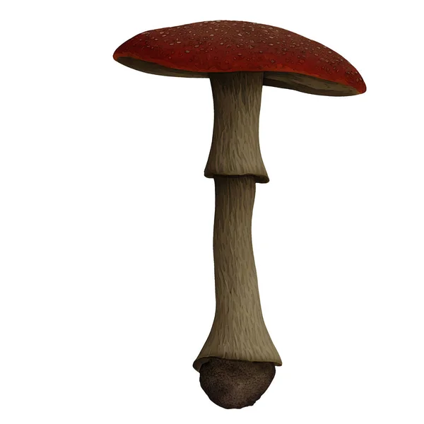 Various Mushrooms Fungi Collection Digital Art Winters860 — Stock Photo, Image