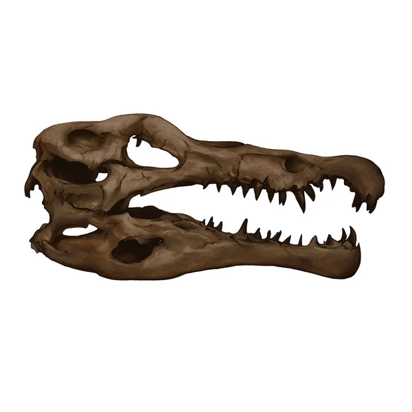 Spinosaurus Dinosaurie Skull Digital Konst Genom Övervintrar860 Isolerad Transparent Bakgrund Royaltyfria Stockfoton