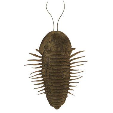 Trilobit Değişkeni 1 Tükenmiş Deniz Eklembacaklısı Dijital Sanat Kış 860