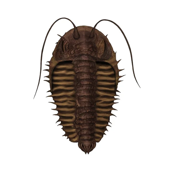 Trilobita Devoniana Variante Artrópodes Extintos Arte Digital Por Winters860 Isolados — Fotografia de Stock