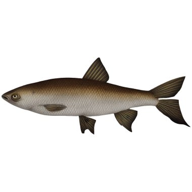 Kahverengi Vintage Fish Varyant 2 Dijital Sanat Kış 860 İzole, Şeffaf Arkaplan