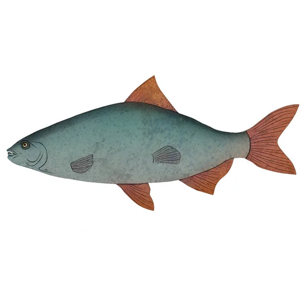 Blue Vintage Fish Variant Digital Konst Winters860 Isolerad Transparent Bakgrund — Stockfoto