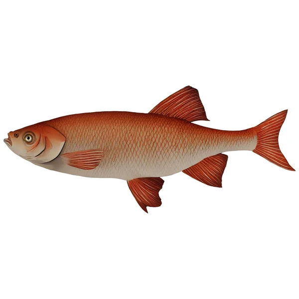 Orange Vintage Fisch Variante Digitale Kunst Vom Winter 860 Isolierter — Stockfoto