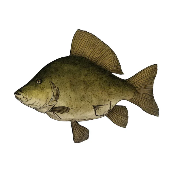 Zielony Vintage Fish Wariant Cyfrowa Sztuka Przez Zimy860 Odizolowane Przejrzyste — Zdjęcie stockowe