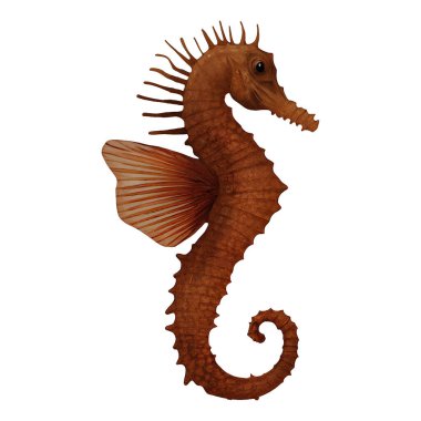  Deniz atı Hipokampüsü Dijital Sanatı Kış 860 İzole, Arka plan