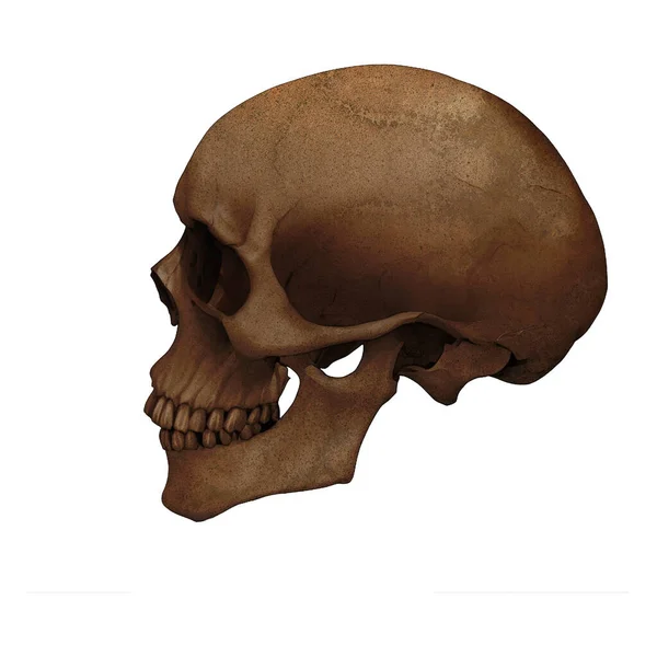 Modern Mänsklig Dödskalle Fossil Digital Konst Genom Övervintrar860 Isolerad Bakgrund Stockfoto