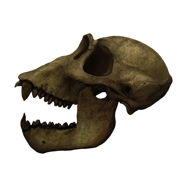Gorilla Primate Skull Fossil Digital Konst Winters860 Isolerad Bakgrund Stockfoto