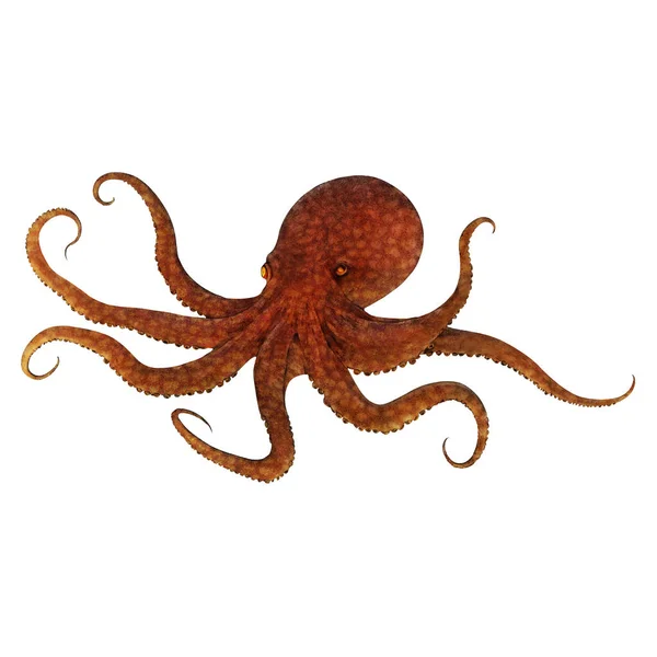 Old Octopus Digital Art Winters860 Izolované Pozadí Royalty Free Stock Obrázky