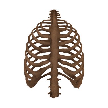  İnsan Gövdesi Osteolojisi Değişkeni 1 Fosil Dijital Sanat Kış 860 İzole, Şeffaf Arkaplan 