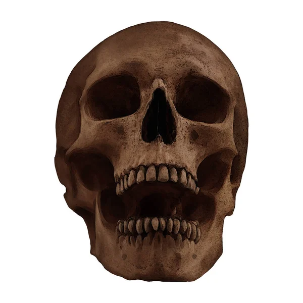 Människans Dödskalle Variant Fossil Digital Konst Genom Övervintrar860 Isolerad Transparent Royaltyfria Stockfoton